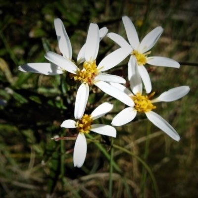 Olearia erubescens (Silky Daisybush) at Cotter River, ACT - 15 Dec 2021 by JohnBundock