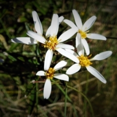 Olearia erubescens (Silky Daisybush) at Cotter River, ACT - 14 Dec 2021 by JohnBundock