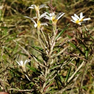 Olearia erubescens at Cotter River, ACT - 15 Dec 2021 10:05 AM