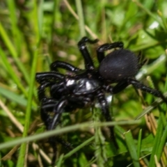 Atrax yorkmainorum (Funnel-web spider) at Namadgi National Park - 14 Dec 2021 by Jek