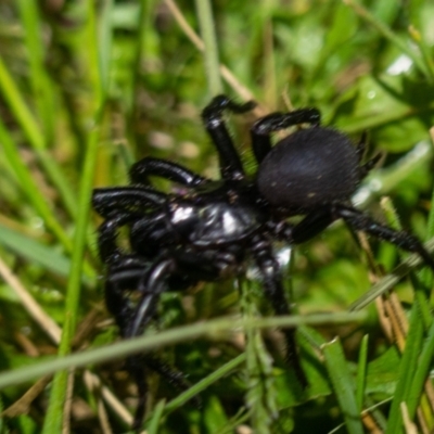 Atrax yorkmainorum (Funnel-web spider) at Namadgi National Park - 14 Dec 2021 by Jek