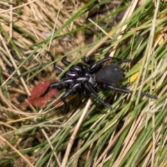 Atrax yorkmainorum (Funnel-web spider) at Booth, ACT - 14 Dec 2021 by Jek