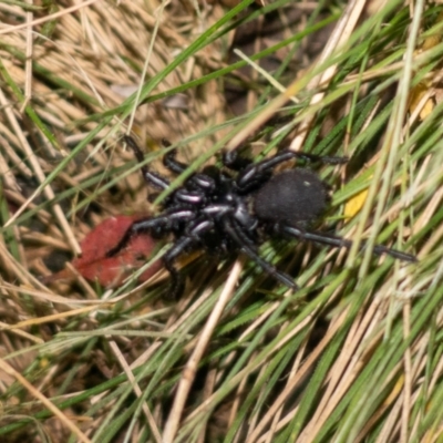 Atrax yorkmainorum (Funnel-web spider) at Namadgi National Park - 14 Dec 2021 by Jek