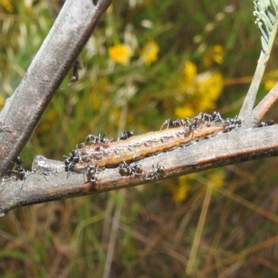 Jalmenus icilius (Amethyst Hairstreak) at Stromlo, ACT - 16 Dec 2021 by HelenCross