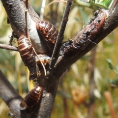 Jalmenus icilius at Stromlo, ACT - 16 Dec 2021