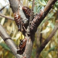 Jalmenus icilius at Stromlo, ACT - 16 Dec 2021