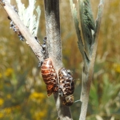 Jalmenus icilius at Stromlo, ACT - 16 Dec 2021