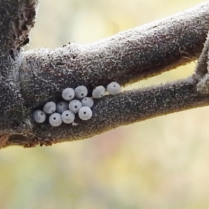 Jalmenus icilius at Stromlo, ACT - 16 Dec 2021