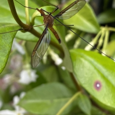 Leptotarsus (Macromastix) costalis (Common Brown Crane Fly) at QPRC LGA - 16 Dec 2021 by Steve_Bok