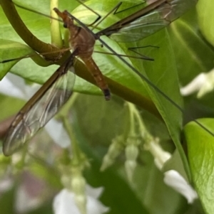 Leptotarsus (Macromastix) costalis at Jerrabomberra, NSW - suppressed