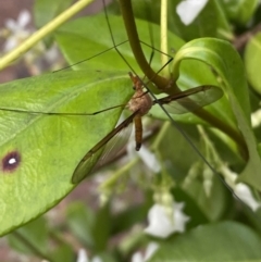 Leptotarsus (Macromastix) costalis at Jerrabomberra, NSW - suppressed