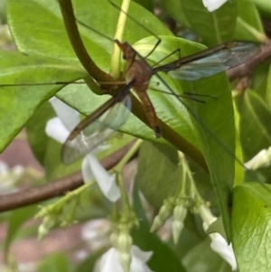 Leptotarsus (Macromastix) costalis at Jerrabomberra, NSW - suppressed