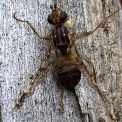 Cardiacera sp. (genus) (Scarab Fly) at Jerrabomberra, NSW - 16 Dec 2021 by SteveBorkowskis