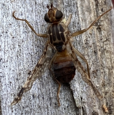 Cardiacera sp. (genus) (Scarab Fly) at Jerrabomberra, NSW - 16 Dec 2021 by Steve_Bok