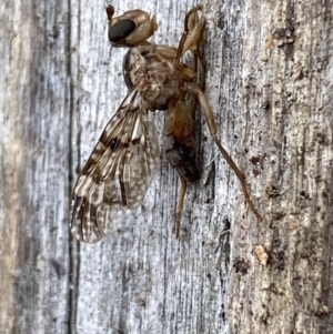 Cardiacera sp. (genus) at Jerrabomberra, NSW - 16 Dec 2021 05:19 PM