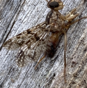 Cardiacera sp. (genus) at Jerrabomberra, NSW - 16 Dec 2021 05:19 PM