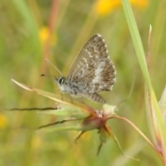 Neolucia agricola (Fringed Heath-blue) at Stromlo, ACT - 16 Dec 2021 by HelenCross