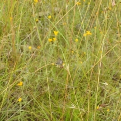 Neolucia agricola at Stromlo, ACT - 16 Dec 2021