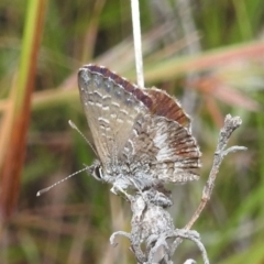 Neolucia agricola at Stromlo, ACT - 16 Dec 2021 06:16 PM