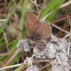 Neolucia agricola at Stromlo, ACT - 16 Dec 2021 06:16 PM