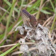 Neolucia agricola at Stromlo, ACT - 16 Dec 2021