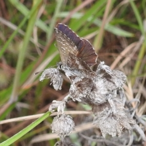 Neolucia agricola at Stromlo, ACT - 16 Dec 2021 06:16 PM