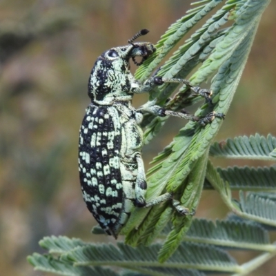 Chrysolopus spectabilis (Botany Bay Weevil) at Bullen Range - 16 Dec 2021 by HelenCross