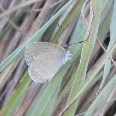Zizina otis (Common Grass-Blue) at Stromlo, ACT - 16 Dec 2021 by HelenCross