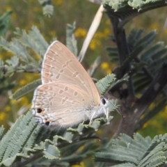 Jalmenus icilius (Amethyst Hairstreak) at Bullen Range - 16 Dec 2021 by HelenCross