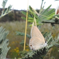 Jalmenus icilius at Stromlo, ACT - 16 Dec 2021