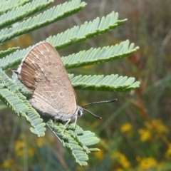 Jalmenus icilius at Stromlo, ACT - 16 Dec 2021