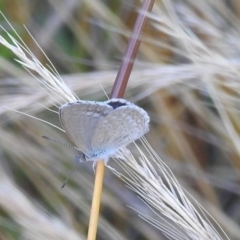Zizina otis (Common Grass-Blue) at Lions Youth Haven - Westwood Farm A.C.T. - 16 Dec 2021 by HelenCross