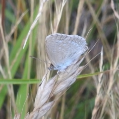 Zizina otis at Stromlo, ACT - 16 Dec 2021