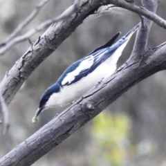 Lalage tricolor (White-winged Triller) at Lions Youth Haven - Westwood Farm A.C.T. - 16 Dec 2021 by HelenCross