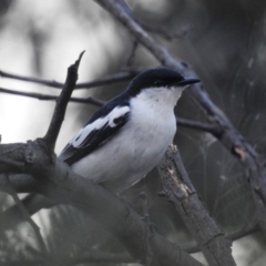 Lalage tricolor at Stromlo, ACT - 16 Dec 2021