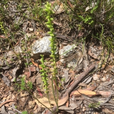Microtis sp. (Onion Orchid) at Bruce, ACT - 16 Dec 2021 by jgiacon