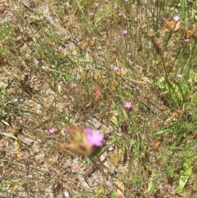 Petrorhagia nanteuilii (Proliferous Pink, Childling Pink) at Bruce, ACT - 16 Dec 2021 by jgiacon