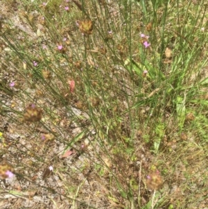 Petrorhagia nanteuilii at Bruce, ACT - 16 Dec 2021