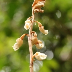 Gastrodia sesamoides (Cinnamon Bells) at Wingecarribee Local Government Area - 16 Dec 2021 by Snowflake