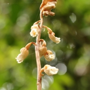 Gastrodia sesamoides at Robertson, NSW - 16 Dec 2021