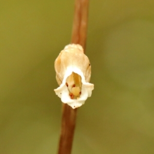 Gastrodia sesamoides at Robertson, NSW - suppressed