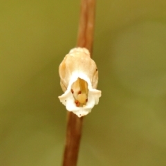 Gastrodia sesamoides at Robertson, NSW - 16 Dec 2021