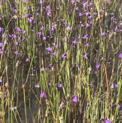 Utricularia dichotoma (Fairy Aprons, Purple Bladderwort) at Namadgi National Park - 15 Dec 2021 by BrianH