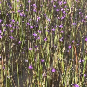 Utricularia dichotoma at Mount Clear, ACT - 16 Dec 2021 09:41 AM