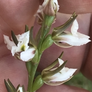 Prasophyllum sp. at Mount Clear, ACT - suppressed