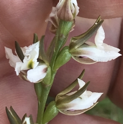 Prasophyllum sp. (A Leek Orchid) at Mount Clear, ACT - 15 Dec 2021 by BrianH