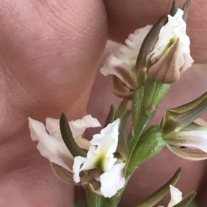 Prasophyllum sp. at Mount Clear, ACT - suppressed