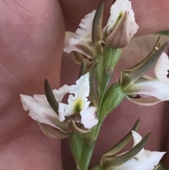 Prasophyllum sp. at Mount Clear, ACT - suppressed