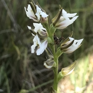 Prasophyllum sp. at Mount Clear, ACT - 16 Dec 2021