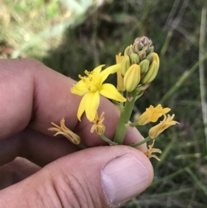 Bulbine sp. at Mount Clear, ACT - 16 Dec 2021